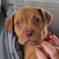 Photo of Rosie