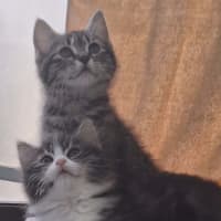 Photo of Lorrie *9 Lives Project Rescue*