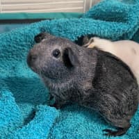 Photo of Penny