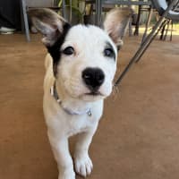 Photo of Rascal