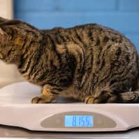 Photo of Chonky