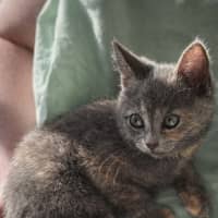 Photo of Cosmo, Stormy, Sable And Kalla