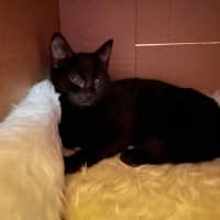 Photo of Sir Cuddles A Lot   6 Month Old Domestic Sh