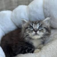 Photo of Sox