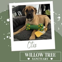 Photo of Otis
