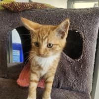 Photo of Cathy Freeman