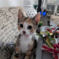 Photo of Torti Meet Me@Petstock Chelsea Store 