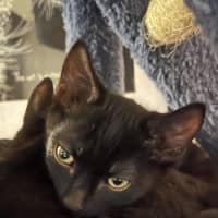 Photo of Ninja
