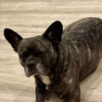 Photo of Buddy   6 Year Old Pug X French Bulldog