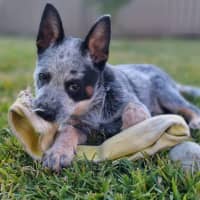 Photo of Wedge