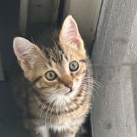 Photo of Kobe 💫💙