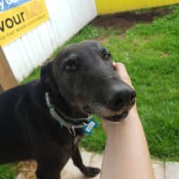 Photo of Mika The Greyhound