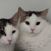 Photo of Choc And Chip