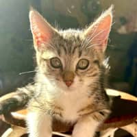 Photo of Eevee