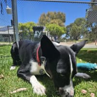 Photo of Nando (Spyro)