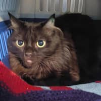 Photo of Maple