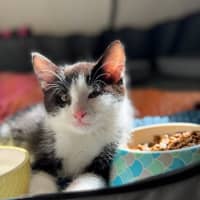 Photo of Flit