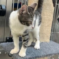 Photo of Bandar (9966)