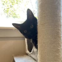 Photo of Midnight