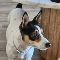Photo of Pepper