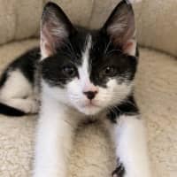 Photo of Oreo