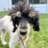 Photo of Molly