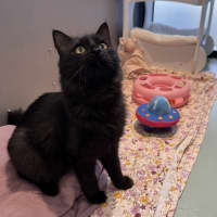 Photo of Smokey
