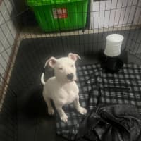 Photo of Boof   4 Month Old Staffy X (Trial)