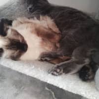 Photo of Mya (Bonded To Luna)