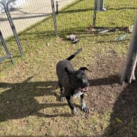 Photo of Rosco
