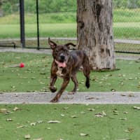 Photo of Brutus
