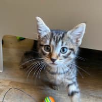 Photo of Kia