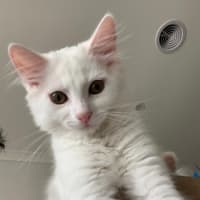 Photo of Rudolf Xenos