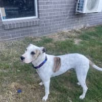 Photo of Lindy *$250 Adoption Fee*