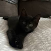 Photo of Nibbler