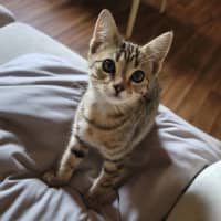 Photo of Pygmy (Furtive Pygmy)