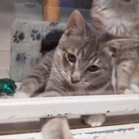 Photo of Velvet & Vo Vo