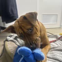 Photo of Shylo