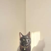 Photo of Ivy