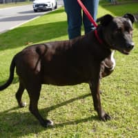 Photo of Roxy