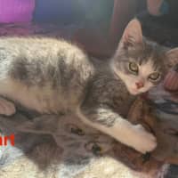 Photo of Mozart ** 2nd Chance Cat Rescue**