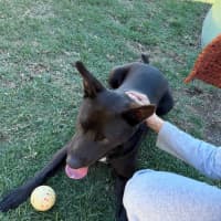 Photo of Shadow