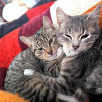 Photo of Artemis