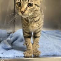 Photo of Cecil