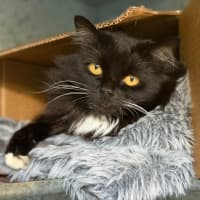 Photo of Kitty 