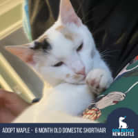 Photo of Maple   6 Month Old Domestic Shorthair