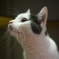 Photo of Wicket