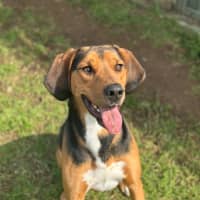 Photo of Boxer