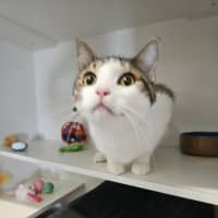 Photo of Gus