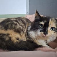 Photo of Aurora